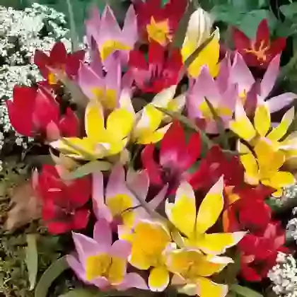 Species Mix